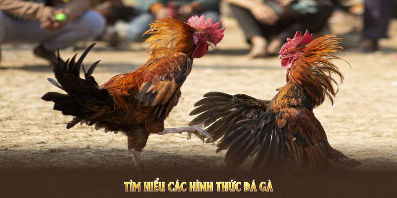 Tìm hiểu các hình thức Đá Gà Kubet nổi bật nhất