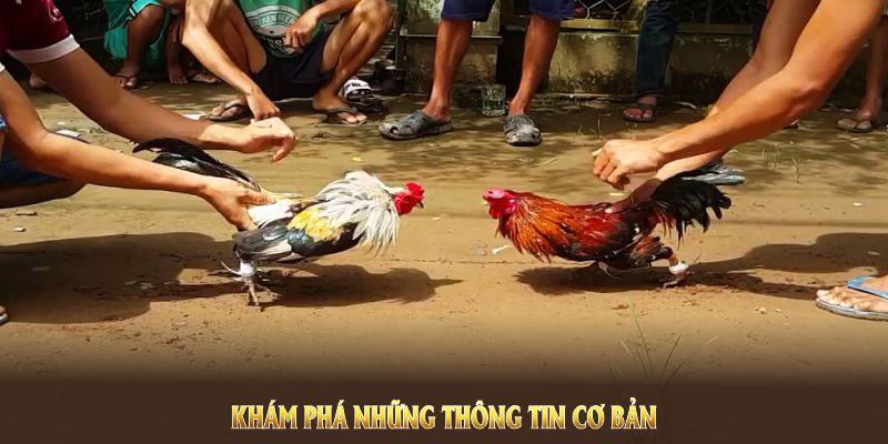 Khám phá những thông tin cơ bản về Đá Gà Kubet trên thị trường